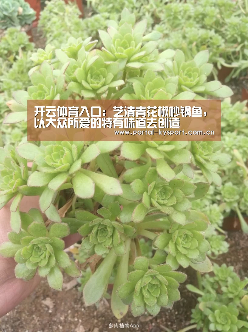 开云体育入口:芝清青花椒砂锅鱼,以大众所爱的特有味道去创造(图3) KAIYUN中国站